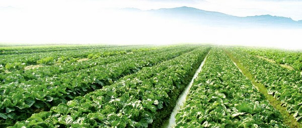 蔬菜基地,食堂采購(gòu)